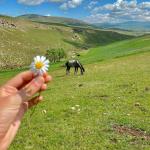 outside in a hilly area on a sunny day a woman holds a flower and a horse is seen in the background